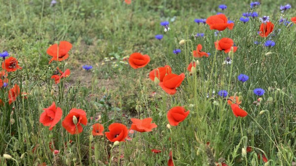Kornblumen am Feldrand